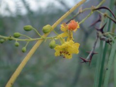 03-Parkinsonia or Jeruzalem Thorn